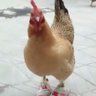 Pega Rato's profile picture