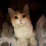 Nerina profil fotoğrafı