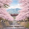 Profilbild von live_in_sakuraさくら