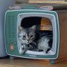 猫's profile picture