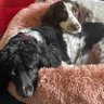 Profilbild von Aunty Maggs, Oscar ๐ & Sprout ๐๐๐พ๐พ
