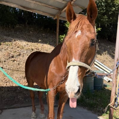 ゲンジ(競走馬名:メイショウゲンジ)'s profile picture