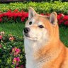 Florecita_rockera's profile picture