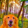Profilbild von I LOVE DOG