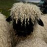 bodenita's profile picture