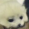 コ口ツケ's profile picture