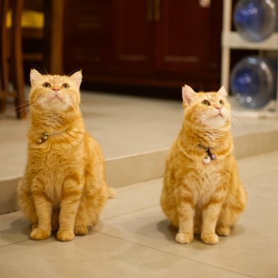 Adung & Imut 🐈's profile picture