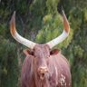 Ruremesha's profile picture