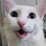 🍉DekaMax🍉 profil fotoğrafı