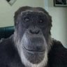 Keké profil fotoğrafı