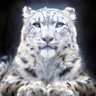 Gwynevere profil fotoğrafı