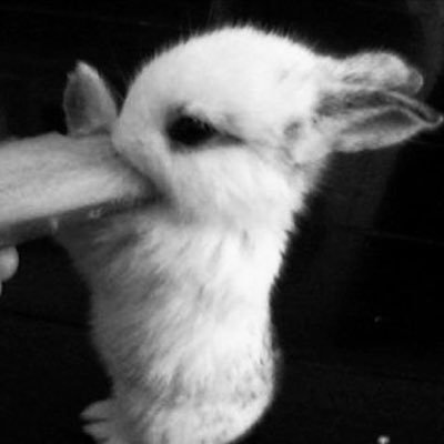 flufflybuni's profile picture