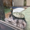 ユキシゲゼン二🦈🐢 的头像