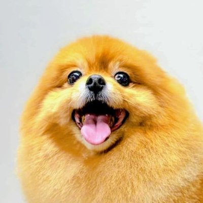 タタミちゃん's profile picture