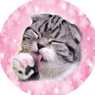 ふぅさんฅ🐾羊毛フェルト's profile picture