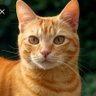 ใใพใใพใญใ's profile picture