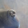 Profilbild von larry the smelly