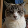 どっかのガンプラと猫好き profil fotoğrafı