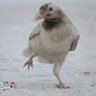 dutchiee 🐦 的头像