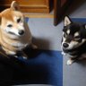 でぃー 的头像