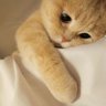 𝐯𝐢𝐭 ʚଓ profil fotoğrafı