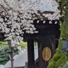 愛国帰化人 🇯🇵🗾's profile picture