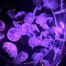 Фото профиля ひーらぎさんです。