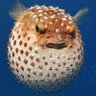Фото профиля Fugu Nugu 🐡🐸🏳️🌈 ||Khom Khlang era ||🪷🔫