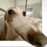 Saru's profile picture