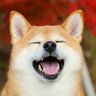 猋's profile picture