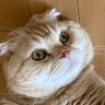 スコマルさん profil fotoğrafı
