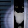 Фото профиля MisterKot