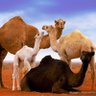 حايف الفهاد profil fotoğrafı