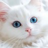 Profilbild von 猫好き男性