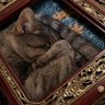 Фото профиля ねこ