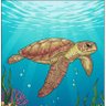 ali_cturtle profil fotoğrafı