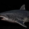 Megalodon's profile picture