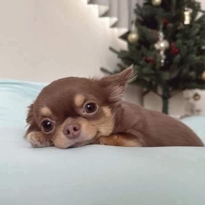 JaneMaNia_Santa's profile picture