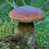 Profilbild von Leccinum
