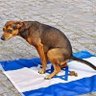 Sidra Geuzoul profil fotoğrafı
