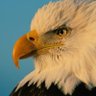 Adam Carr profil fotoğrafı