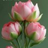 Фото профиля saravanan