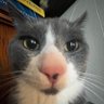 Goobert 🐥's profile picture