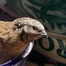 Ricky Bird's profile picture