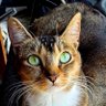 Weasel's profile picture