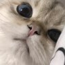 Profilbild von Sdcghy