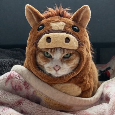しろころ's profile picture
