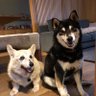 may@柴犬ときどきコーギー 的头像