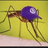 Фото профиля Zancudo Morado