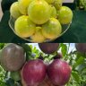 Фото профиля Exploring the Flavors of Passion Fruit